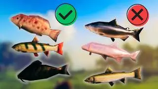 Every Useful Fish in Valheim