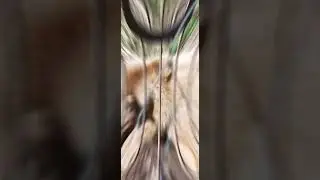 Медведь играет с палкой