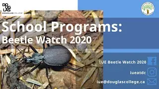 School programs beetle watch