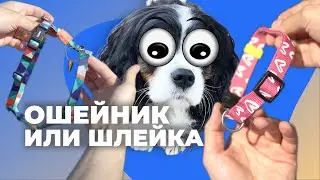 ЛУЧШАЯ АМУНИЦИЯ ДЛЯ ТВОЕЙ СОБАКИ 🐕 Что лучше для щенка, ошейник или шлейка 🐩 На чем не тянет поводок