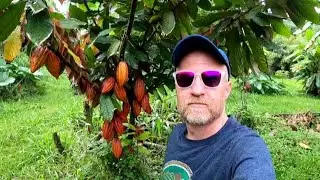 Cacao Harvest 2022 Hawaii