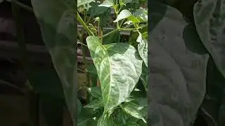 rawit organik psb fotosintetis