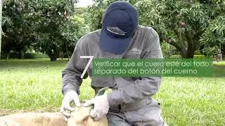 Descorne de terneros - Hacienda Patiño