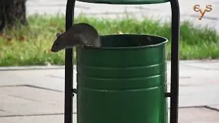 История серой крысы / A Brown rat story