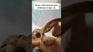 и Лекс непослушный , и его лапа) #интересно #cat #тренд #кот #смешно #котик #юмор #лекс #ориентал