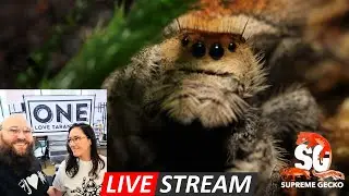 One Love Tarantulas - A Spider Story