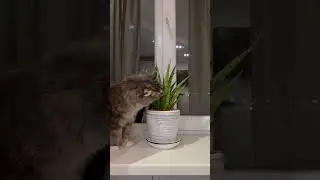 Все таки укусила 🤪 #цветы #укус