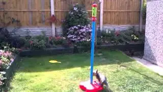 Max the Yorkshire terrier swingball tennis