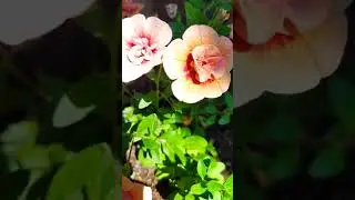 Калибрахоа.🌺 Flowers. Calibrachoa