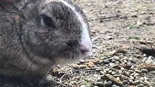 Rabbits that do not relax their guard against humans