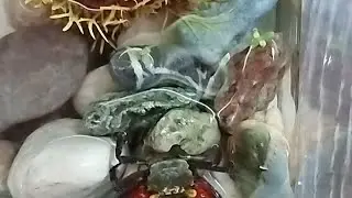 Ох и ЗВЕРЮГА 👀👀👀😉😜✊