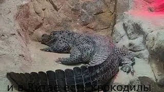 Moscow Zoo. Crocodiles🐊🐢🐍