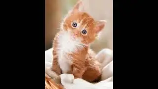 котята🥰❤