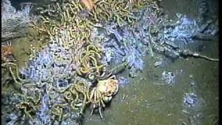 MC751_SeepCoral.mov