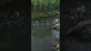 Você viu ela, se viu comenta