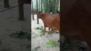 কোরবানির গরু পার্ট ১০ #shorts