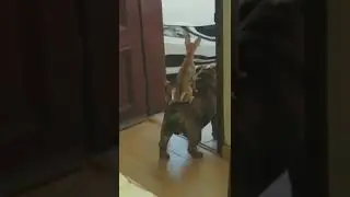 Акуна матата