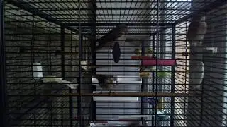 Утро Коноплянка реполов Carduelis cannabina goldfinch