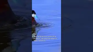 Что для канадцев - признак успеха?