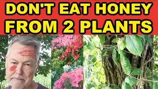 Beekeeping Plants To Avoid | Beekeepers BEWARE! Bad Honey