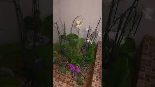 Подпишись у меня много полезного для орхидей #орхидеи #уход  #flowers #short #shorts #shortvideo
