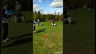 Кобели, Сравнение.