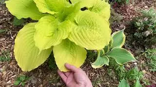 A PACKAGE OF HOSTAS🎉ONLY NEW VARIETIES!!!05.05.23.
