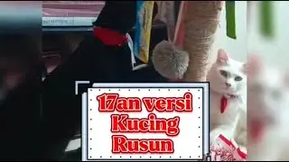 Keseruan Pasukan Kucing Rusun saat Merayakan Hari Kemerdekaan Indonesia yang ke 77Th