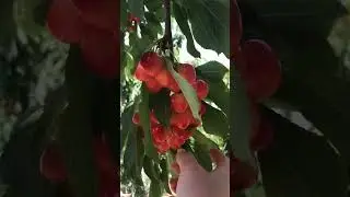 5 июня 2023 г.