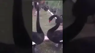 Какая красота🖤❤️ Гуси лебеди-танец