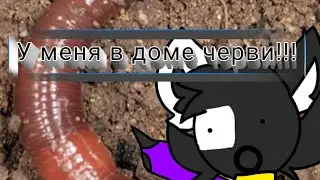 🪱у меня в доме черви !!! 🪱#camera #ibispaintx#manhHieuNguyen8568
