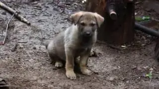 отдам щенка бесплатно в хорошие руки