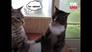 Ля ты крыса!) | #Shorts