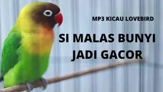 auto gacor dan ngekek terapi pagi
