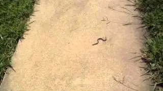 WORM!!!!!!
