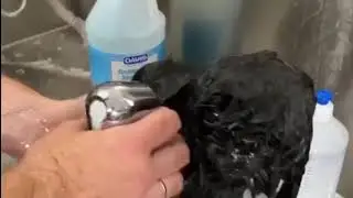 Стрижка ши тцу  Клауса. Груминг салон Джаз.
