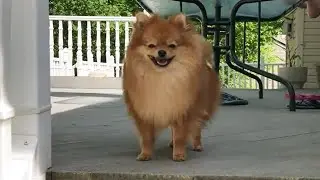 Funny and Cute Dog Videos 2021