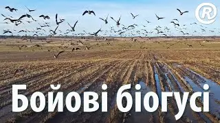 Боевые биогуси. Психоделический триллер в стиле «Hitchcock & Tarantino».