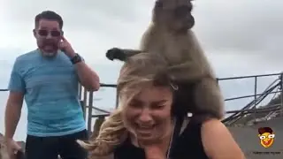 Mega lustige Tiere Videos Extrem lustige Tier Pannen und Tiere Fails