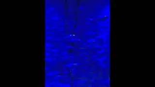 Blue Herring