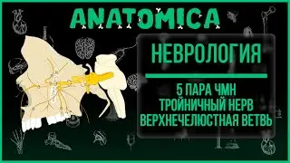 Тройничный нерв  - 5 пара черепных нервов / Верхнечелюстной нерв / Неврология