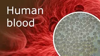 Human Blood Under a Microscope: Erythrocytes (40x-2500x)