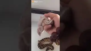Змейки