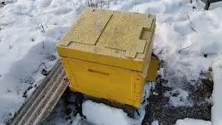 Cемья в очень активном состоянии. В чем проблема? Ваши мнения.