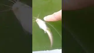 ikan Lucu dikira mati