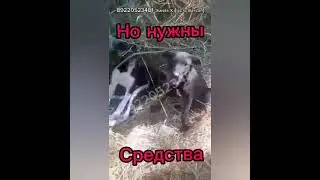 Без Вашей Помощи они не жильцы((.. Оооочень срочно нужна помощь в спасении хвостиков🆘🆘🆘