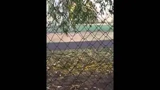 Мой маленький влок