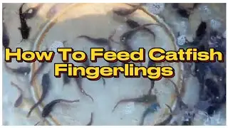 How To Feed Catfish Fingerlings + Catfish Farming!!!