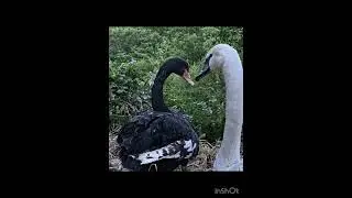 Чёрный&Белый#animals #video #foryou #photography #family #new #nature #best #fashion #beautiful