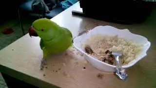 Ожереловый попугай кушает...
